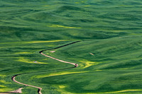 Winding Road Through Green Wheat Fields