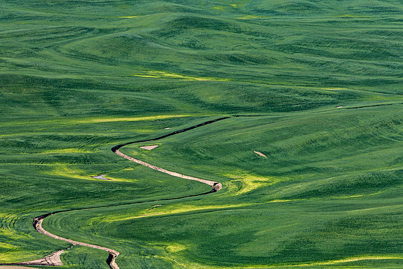 Winding Road Through Green Wheat Fields