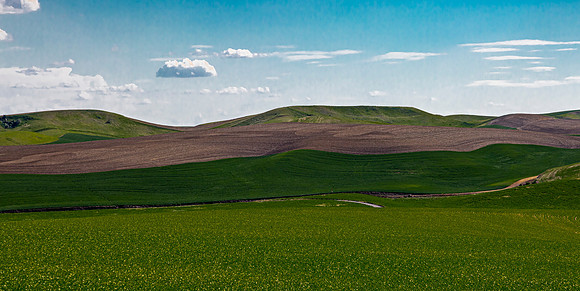 Agricultural Fields in Whitman County, Washington