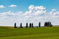 Rolling wheat fields in Whitman County, Washington