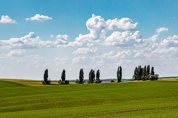 Rolling wheat fields in Whitman County, Washington