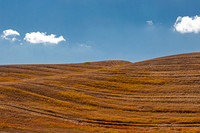 Rolling Palouse Hills with Harvested Wheat Fields