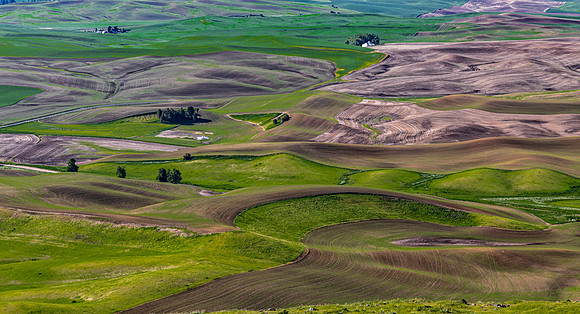 Rolling Palouse Hills Landscape