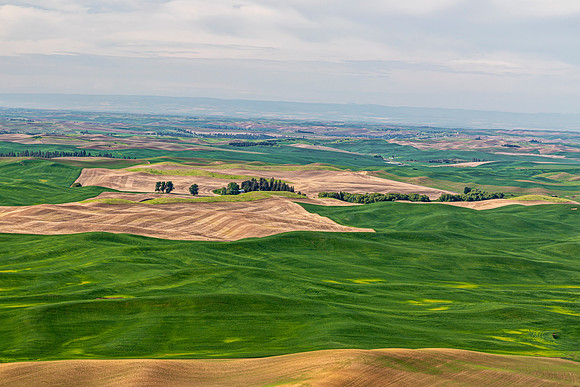 Rolling Hills of Palouse Farmland