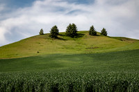 Evergreen Trees on Hilltop Overlooking Green Field