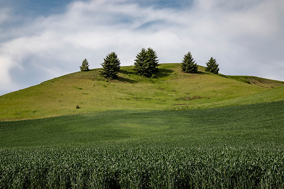 Evergreen Trees on Hilltop Overlooking Green Field