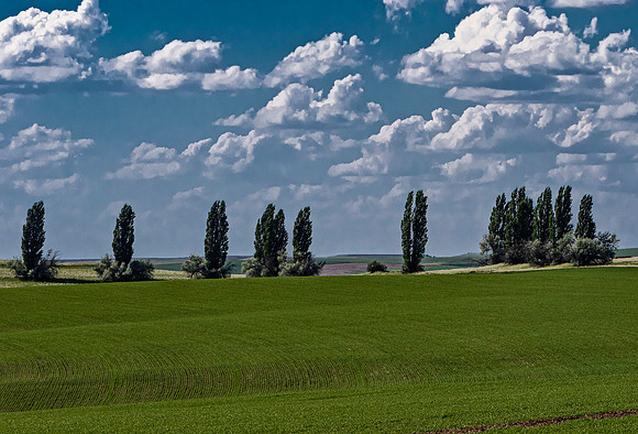 Trees in Green Field Under Cloudy Sky