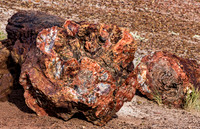 Petrified Wood Logs in Desert Landscape