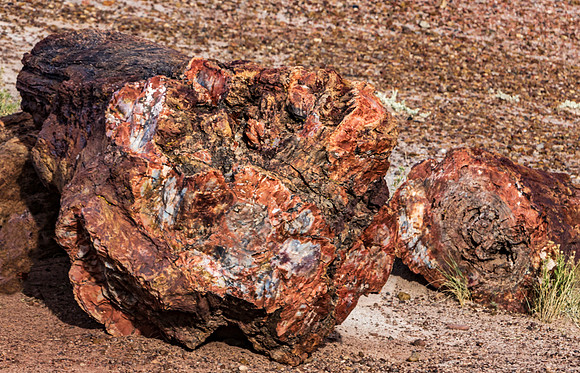 Petrified Wood Logs in Desert Landscape