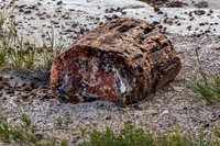 Petrified Wood
