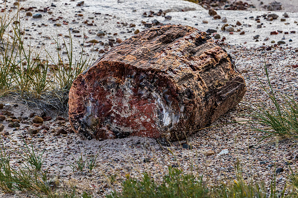 Petrified Wood