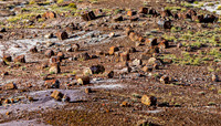 Petrified Forest National Park Landscape