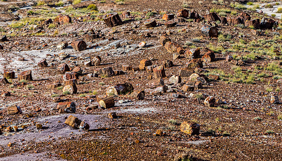 Petrified Forest National Park Landscape