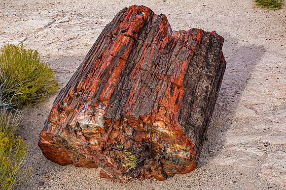 Colorful Petrified Wood