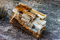 Colorful Petrified Wood on Cracked Ground