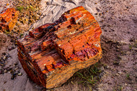 Petrified Wood Log Section on Ground