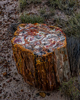 Petrified Wood Log in Arid Landscape