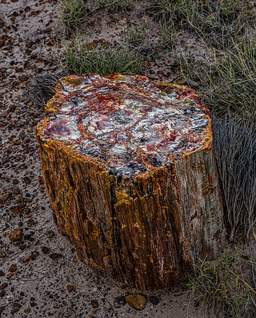 Petrified Wood Log in Arid Landscape