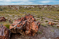 Petrified Wood Logs in Arid Landscape