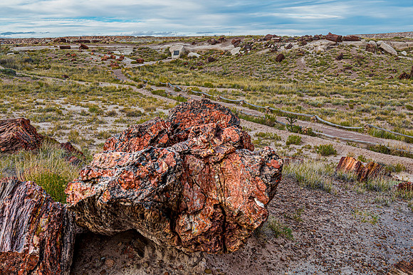 Petrified Wood Logs in Arid Landscape