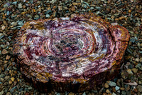 Vibrant Petrified Wood Cross-Section