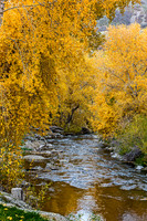 Autumn Stream in Yellow Forest
