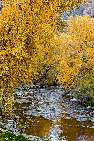 Autumn Stream in Yellow Forest
