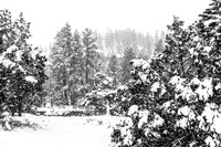 Winter Forest in Black and White