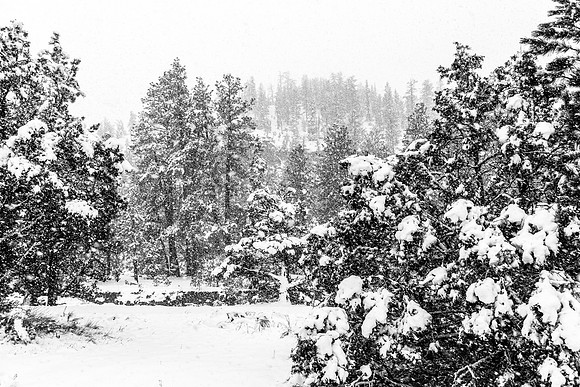 Winter Forest in Black and White