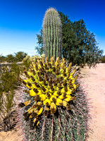 Barrel Cactus with Yellow Fruit