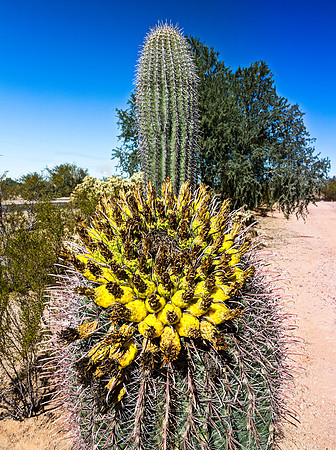 Barrel Cactus with Yellow Fruit