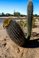 Cactus Desert Landscape