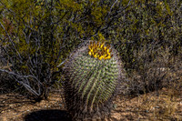 Barrel Cactus with Yellow Fruits in Desert