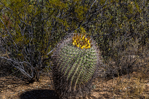 Barrel Cactus with Yellow Fruits in Desert