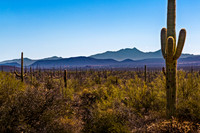 Saguaro NP