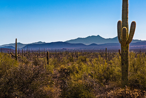 Saguaro Cactus in Desert Landscape