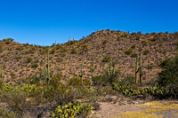 Saguaro Cacti and Desert Landscape Under Clear Blue Sky