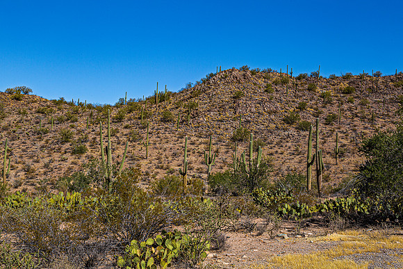 Saguaro Cacti and Desert Landscape Under Clear Blue Sky