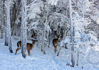 White-tailed Deer in Snowy Winter Forest