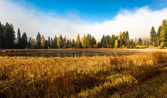 Autumn Landscape with Lake and Golden Reeds