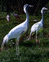 Two Demoiselle Cranes by a Fence