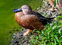 Beautiful Spotted Duck on Pond Bank