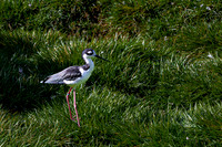 Black-necked Stilt in Grass