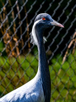 Demoiselle Crane in Profile