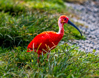 Scarlet Ibis Amidst Green Foliage