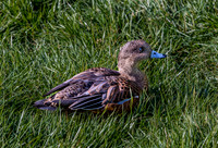 Duck resting in green grass