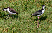 Black-necked Stilts in Grass