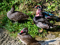 Three Ducks on Grass and Concrete
