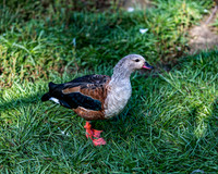 Radjah Shelduck on Green Grass