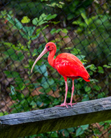 Scarlet Ibis on a wooden fence